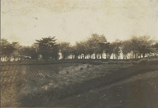 【山口貯水池】石畑村六道公園の桜 其一