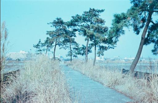 【淀橋浄水場】廃庁後の場内