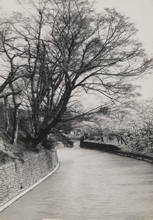 【玉川上水】上水路