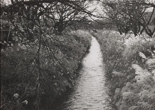 【玉川上水】上水路
