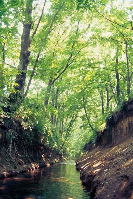 【玉川上水】上水路