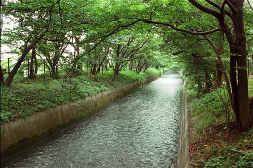 【玉川上水】上水路