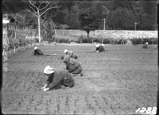 【水源林】青梅苗圃における床替え作業